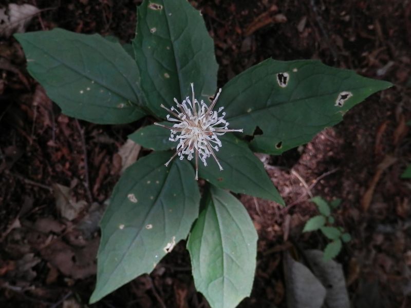 カシワバハグマ