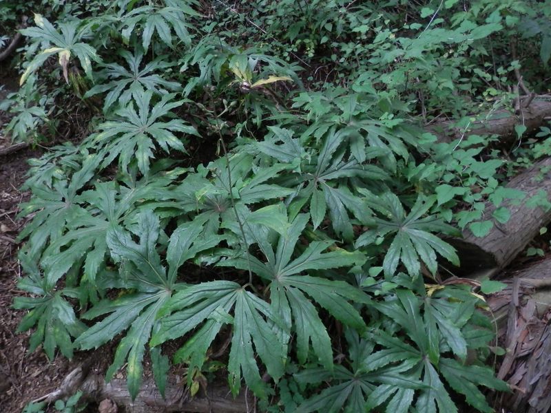 ヤブレガサ、いくつ差しても破れ傘