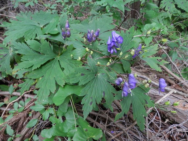 ヤマトリカブト