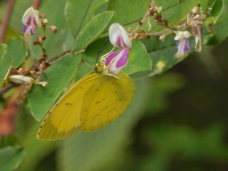 マルバハギとキタキチョウ