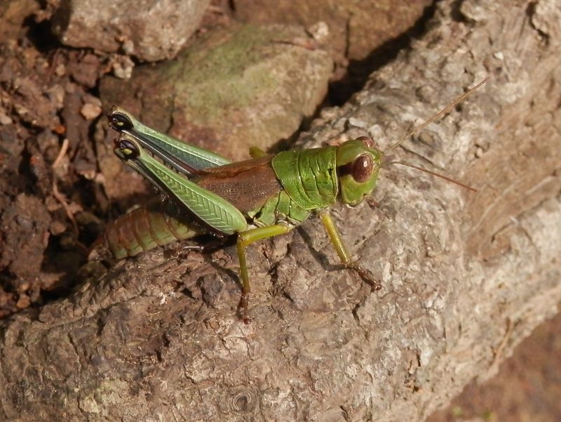 ヤマトフキバッタ