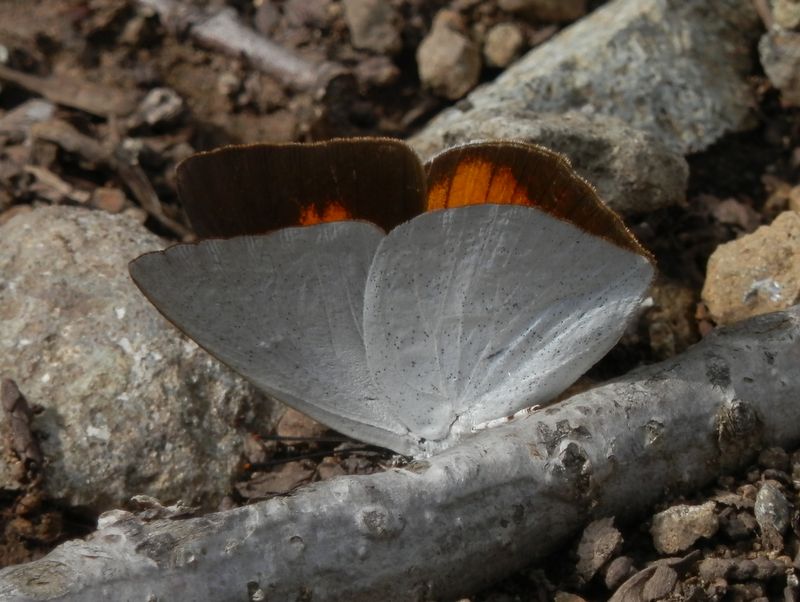 ウラギンシジミ