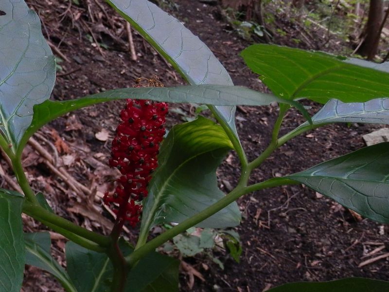 マルミノヤマゴボウ