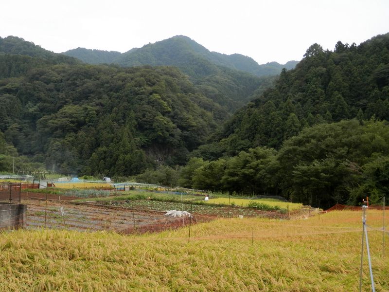 実れる田の面と高柄山