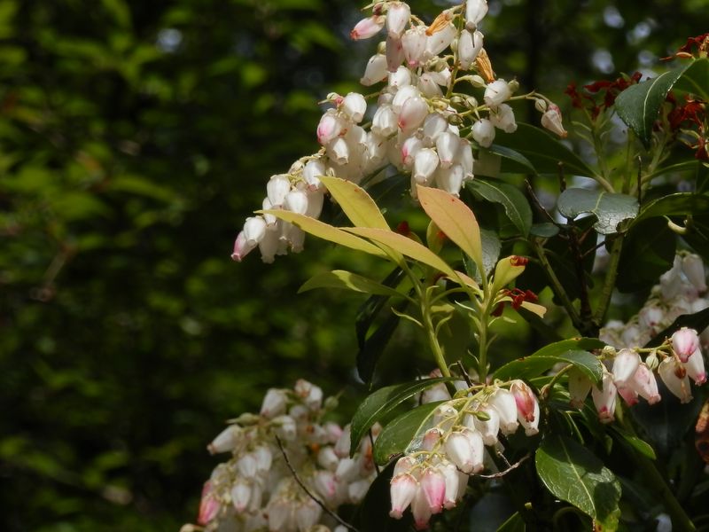 馬酔木の花が出迎え