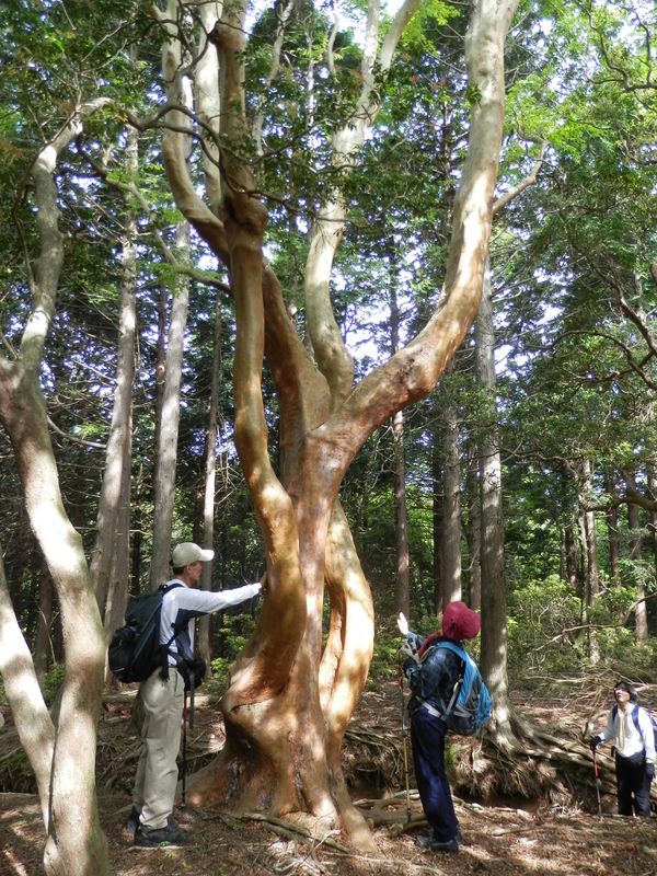 ヒメシャラの木はすべすべ肌