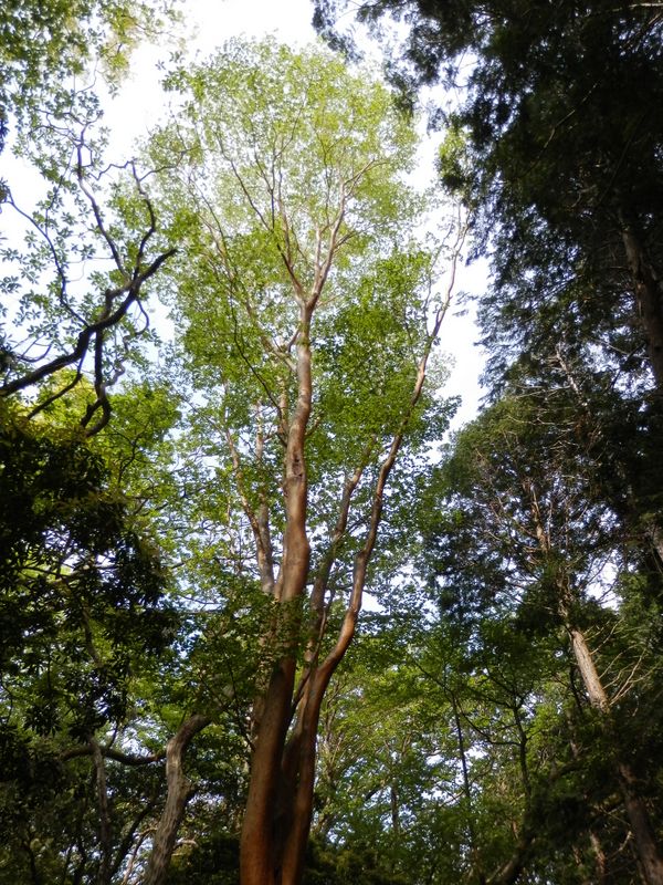 天城山 -- すごく背の高いヒメシャラ