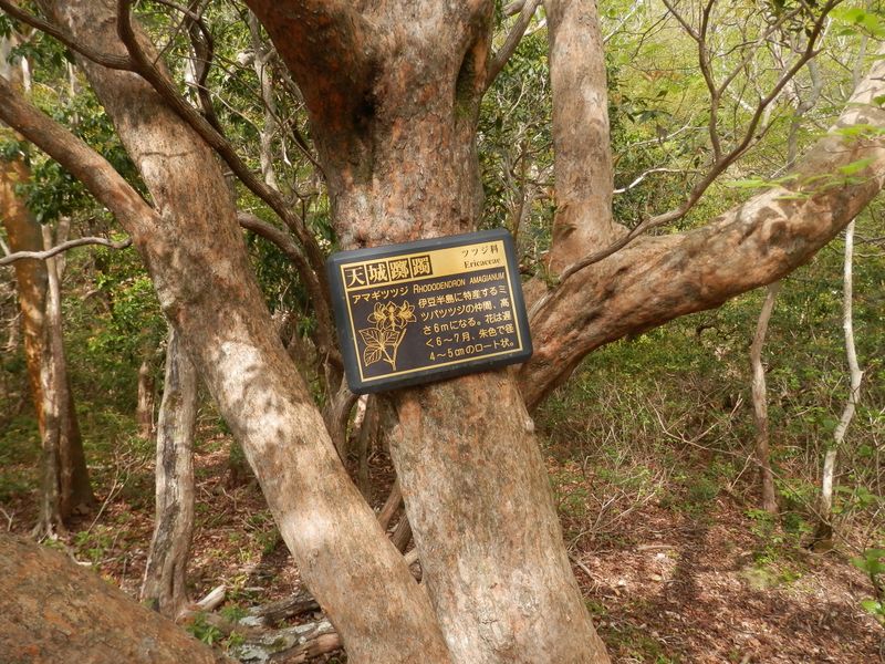 アマギツツジはまだ咲いていなかった