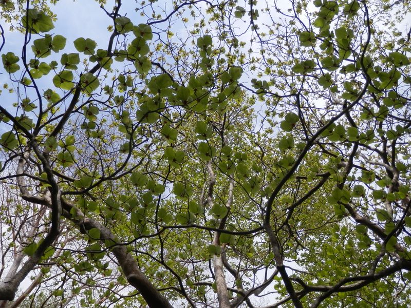 アマギツツシﾞの葉