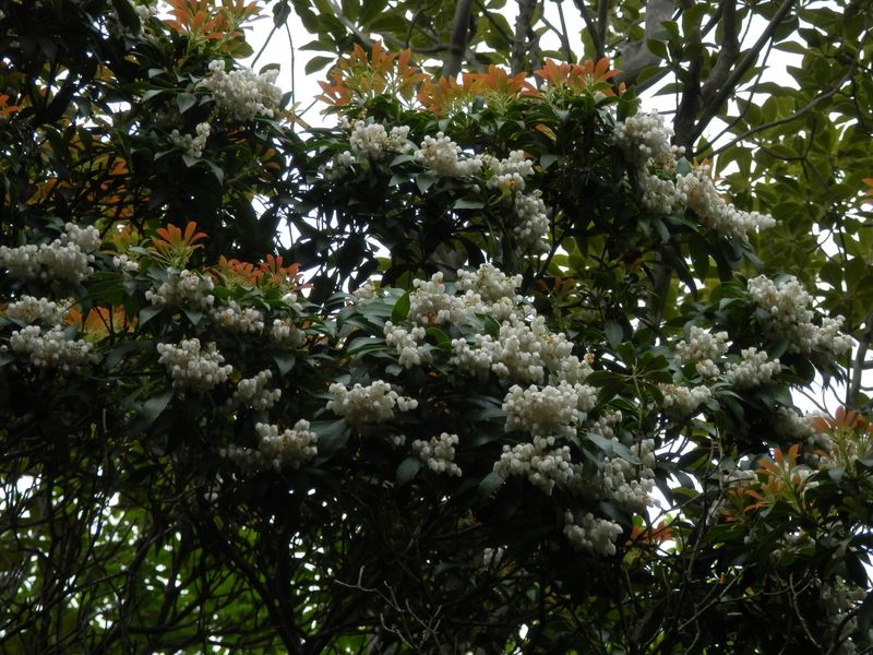 馬酔木の花がびっしり