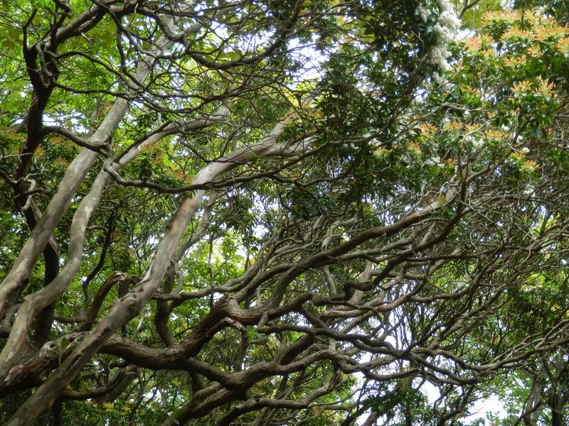 馬酔木の枝は、ぐにゃぐにゃ