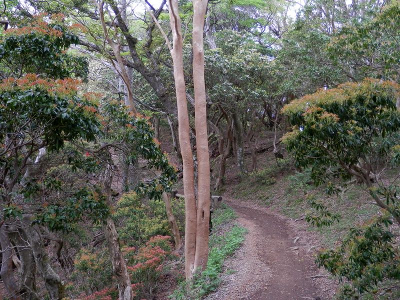 赤い新芽がきれい