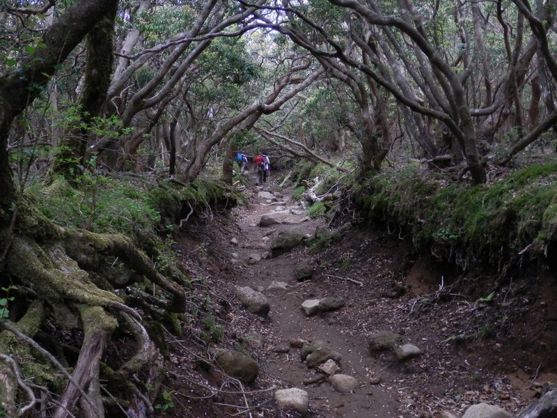馬酔木のトンネル