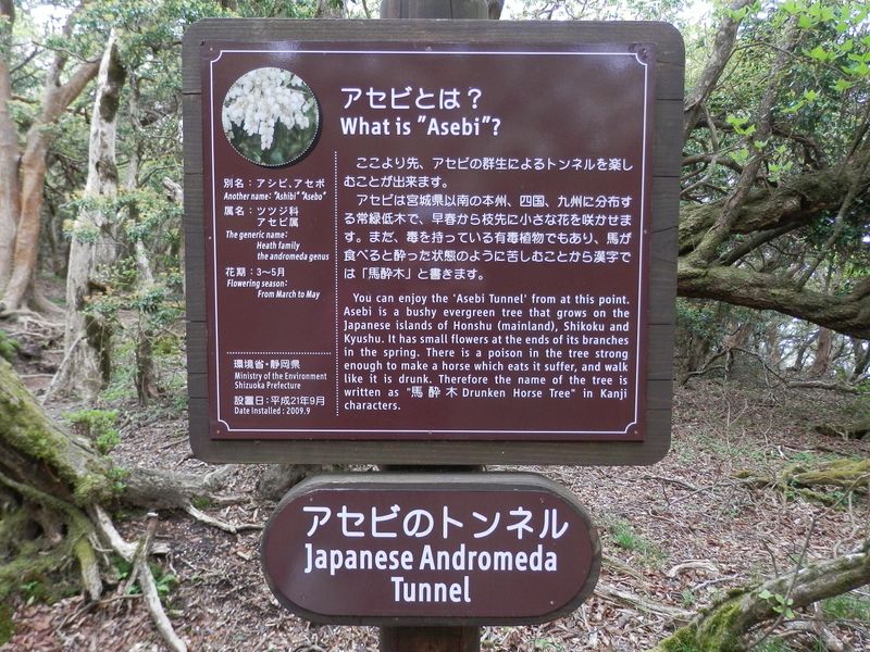 馬酔木を英語でアンドロメダと言う