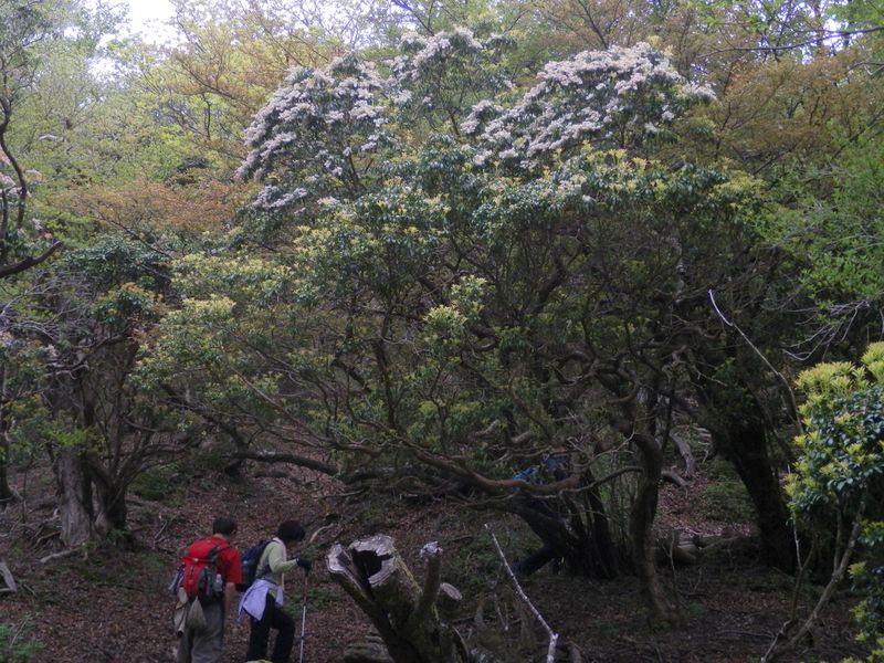 木々の新芽も色とりどり（石楠立付近）