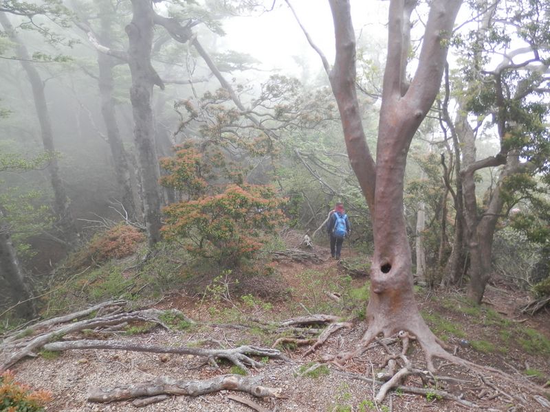 霧が濃くなった
