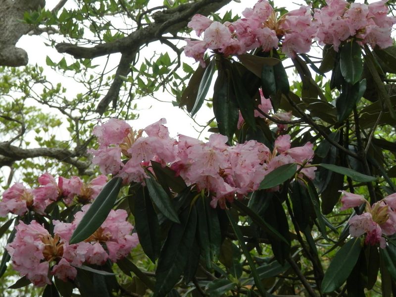 この日初めて見たアマギシャクナゲ