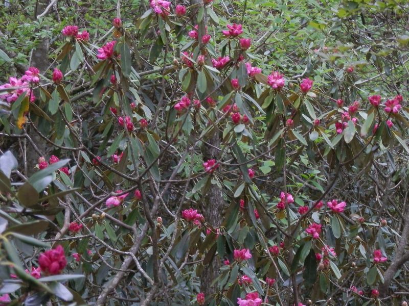 天城山 -- アマギシャクナゲのつぼみ