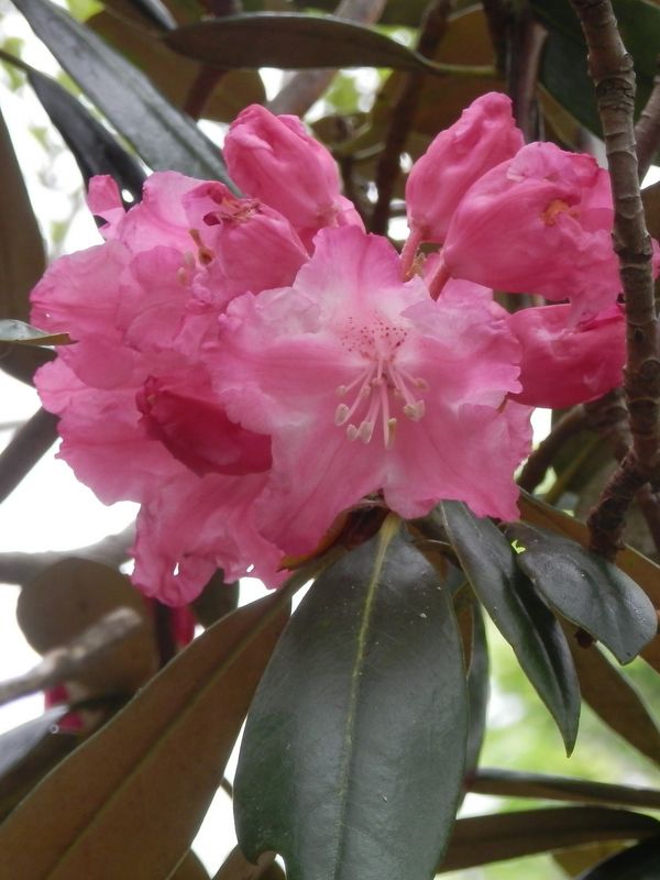 アマギシャクナゲ（色が比較的濃い花）