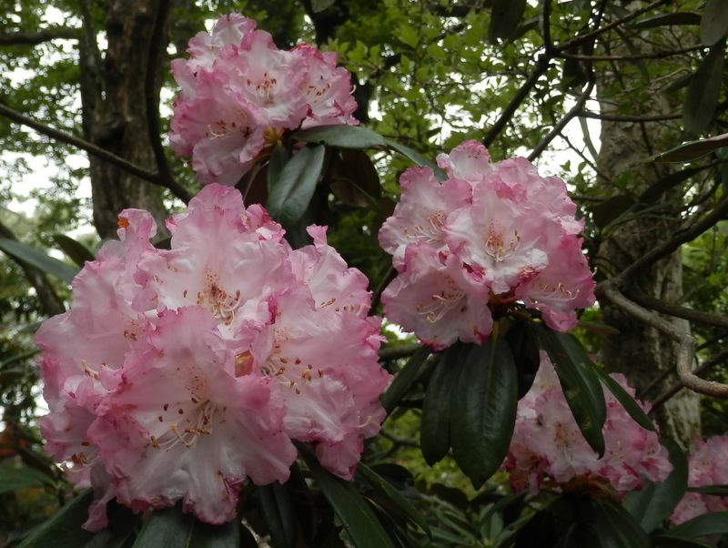 ボール咲きのアマギシャクナゲ