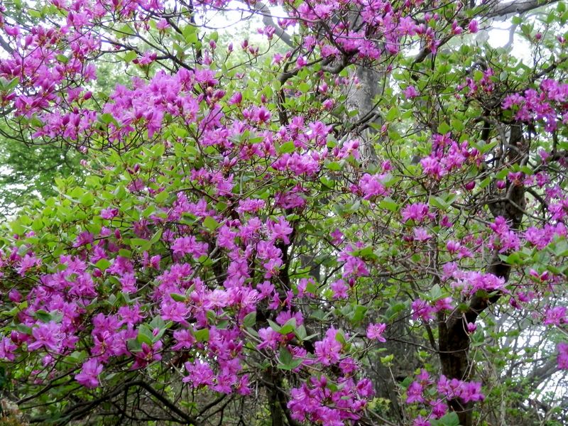 トウゴクミツバツツジ見頃