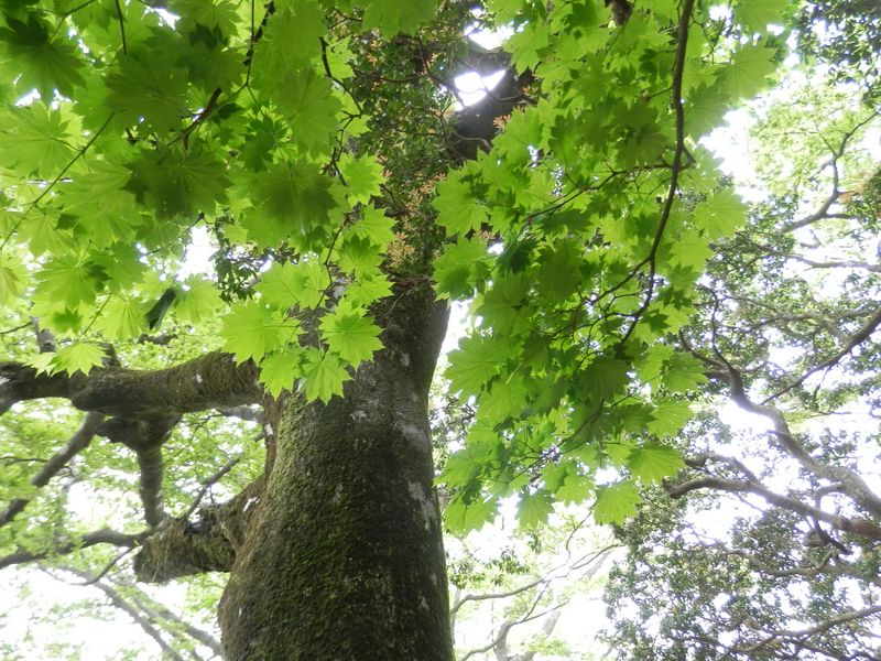 ハウチワカエデの葉とブナ