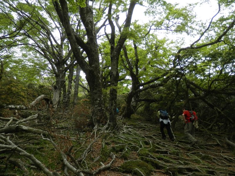 ブナの根が地表に露出