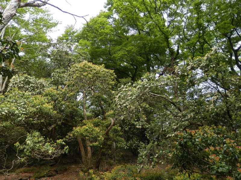 見とれてしまう緑の絵巻物