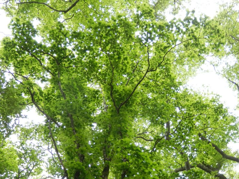 ハウチワカエデの大木を見上げる