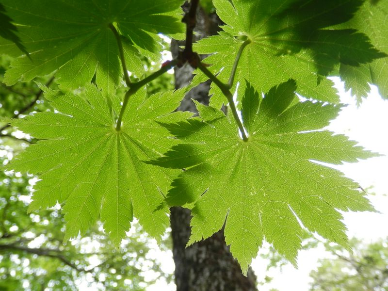 ハウチワカエデの葉脈