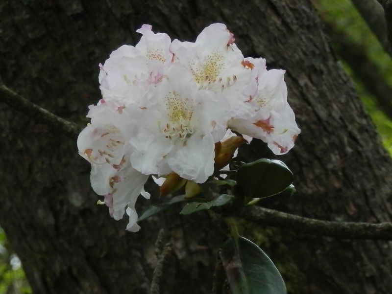 ほとんど白い、アマギシャクナゲ