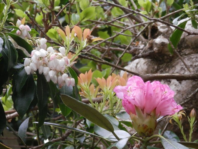 いずれもソフトな色あい