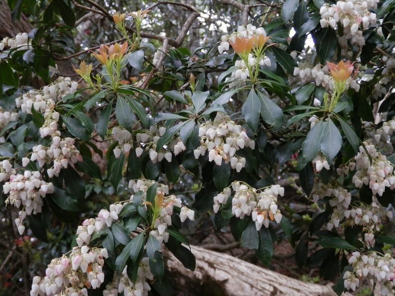 鈴のかたちをした花が鈴生り