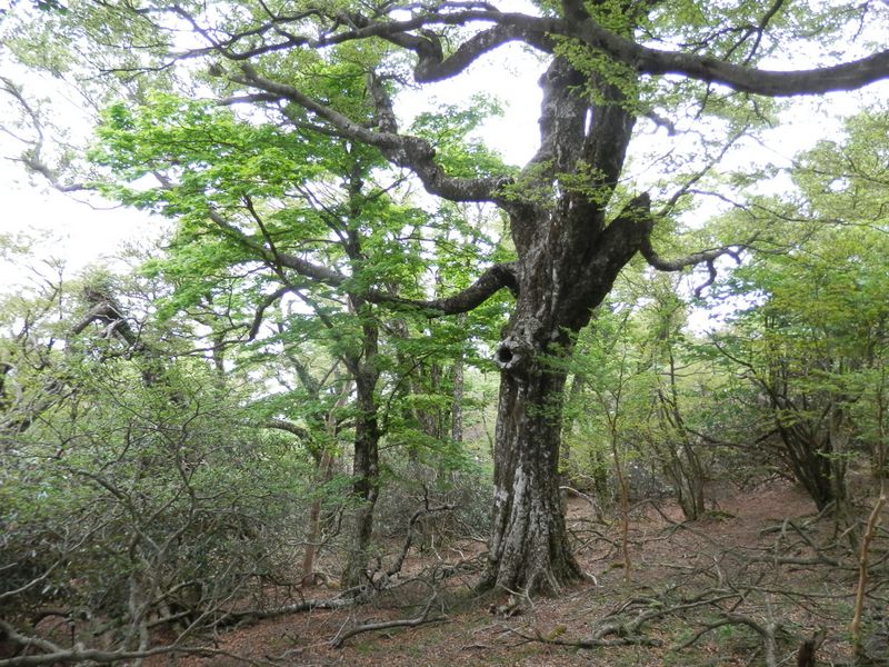 天城山 -- 踊りだしそうなブナ