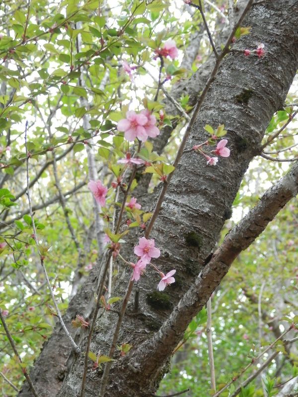 天城山 -- マメザクラ（万三郎岳山頂）