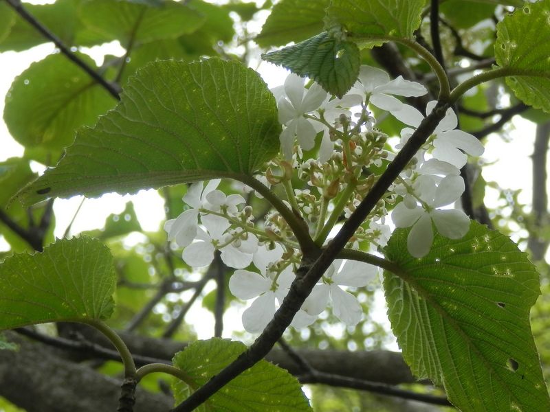 ムシカリの花（別名オオカメノキ）