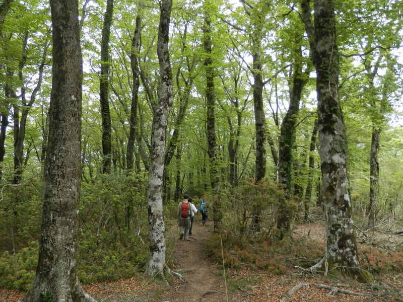 ブナの大木がたくさん