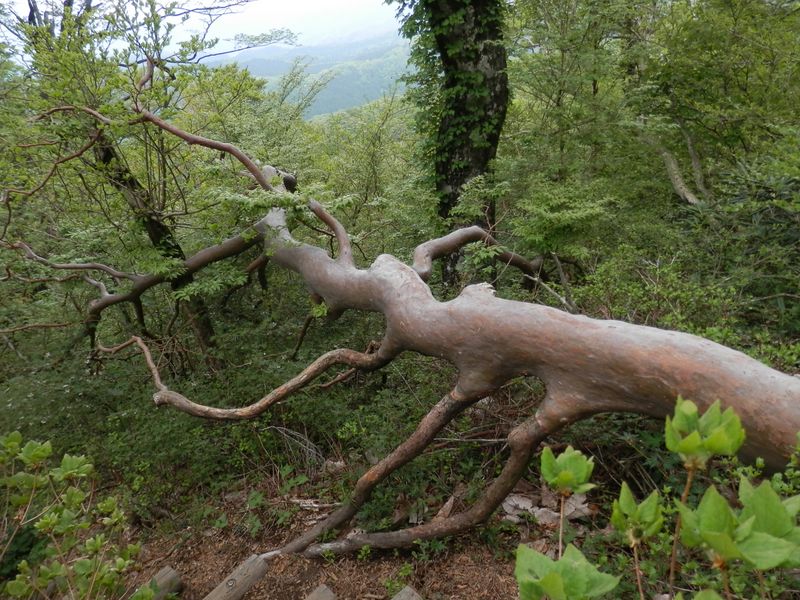 ヒメシャラの倒木。まだ生きている。