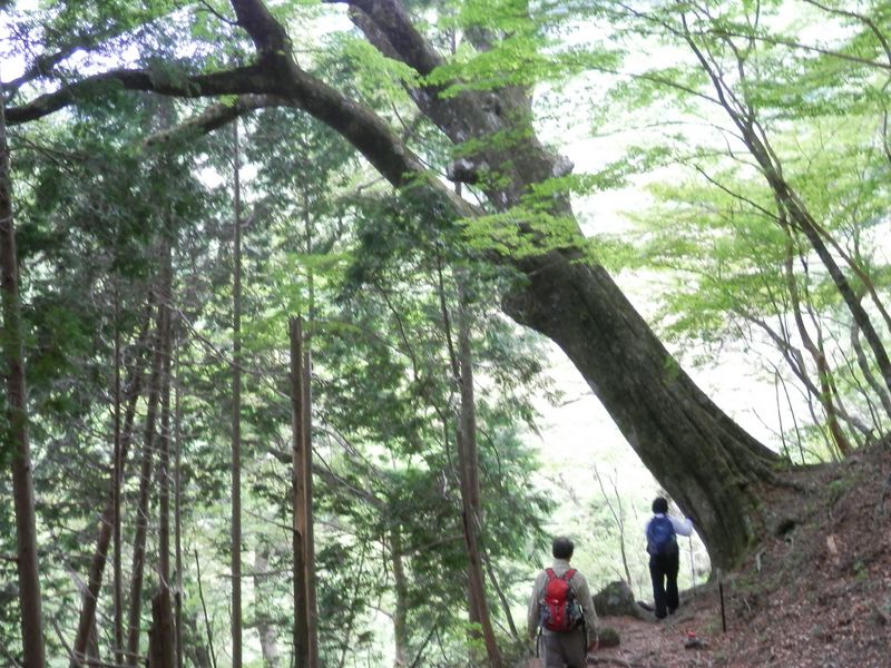 よく倒れませんね