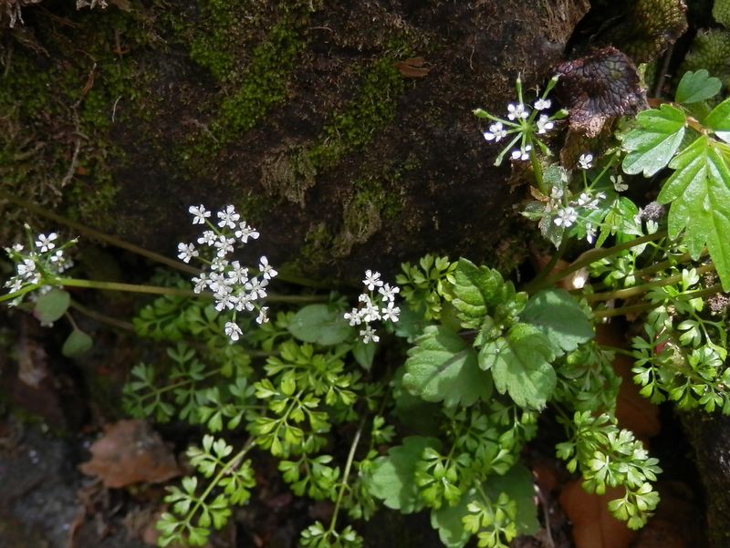 とても小さいセントウソウの花