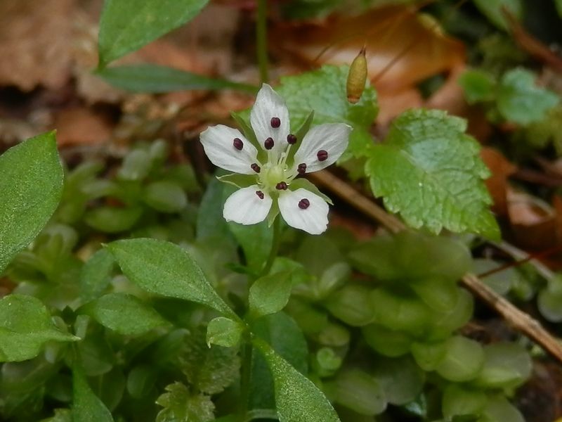 ワチガイソウの小さな花