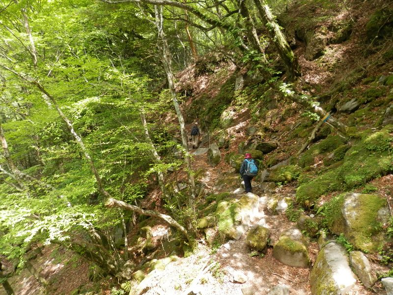 陽が差してきた。緑が輝く。