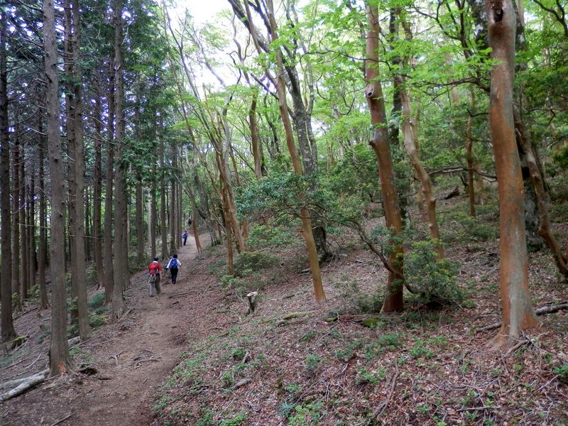 右は自然林。左は檜の造林。