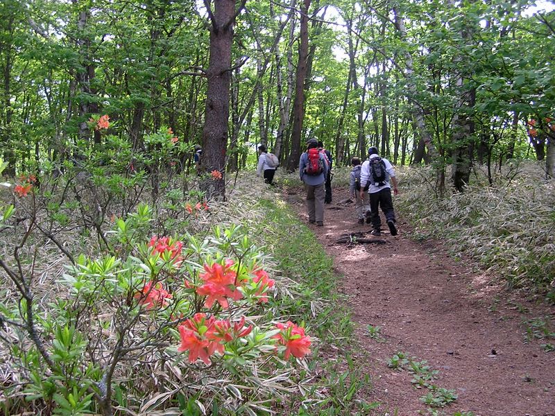 編笠山 -- レンゲツツジが目を楽しませてくれます