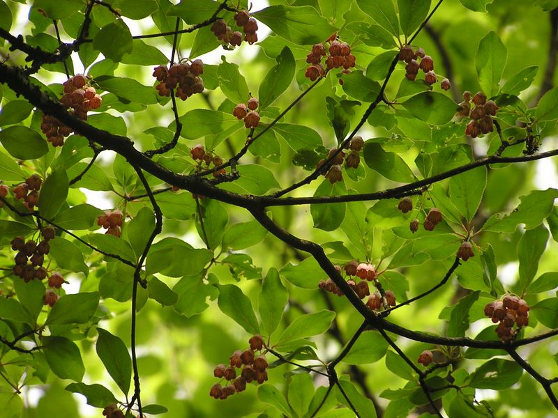 編笠山 -- サラサドウダンって、どんな意味？