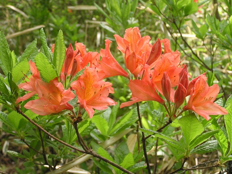編笠山 -- レンゲツツジの透明感のある花弁