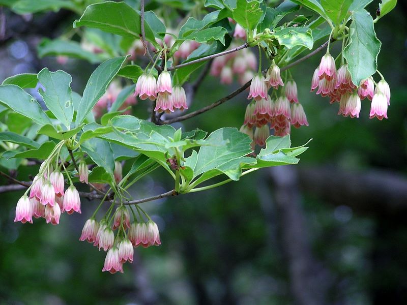 編笠山 -- サラサドウダン