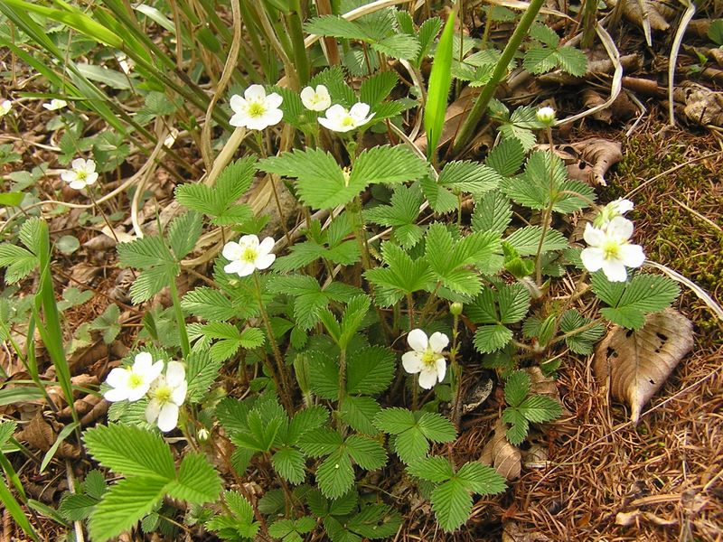 編笠山 -- シロバナヘビイチゴの実は赤いそうです