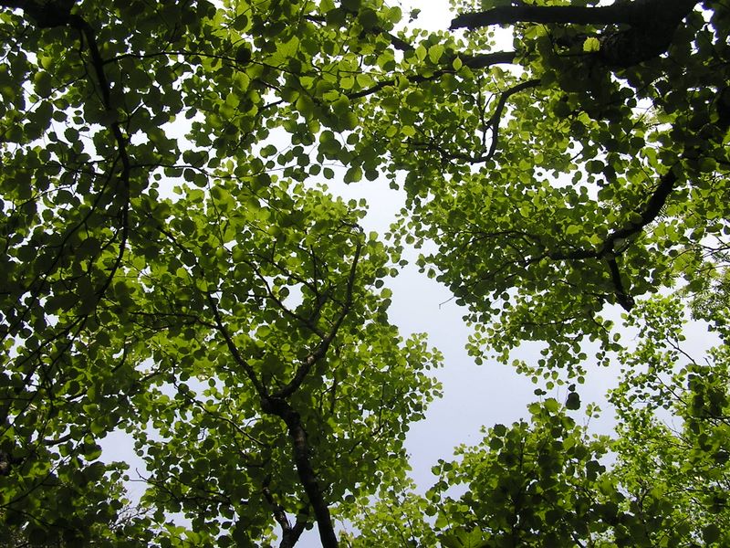 編笠山 -- 白樺の葉と空