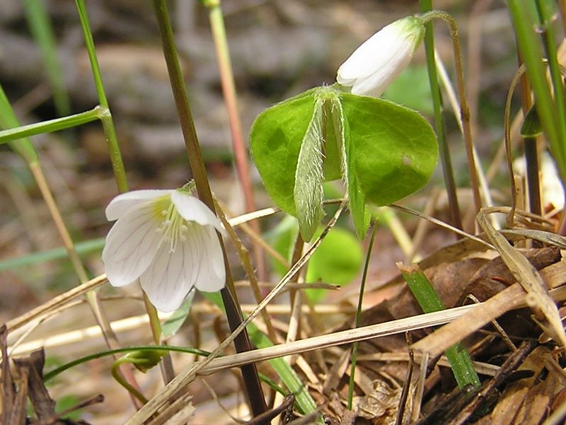 編笠山 -- ミヤマカタバミ